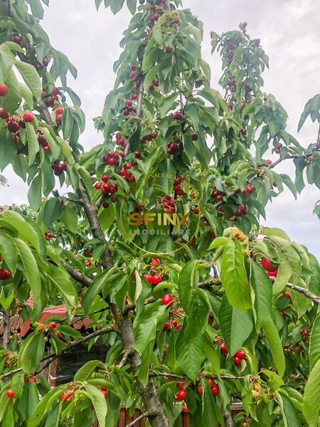 Fantana Doamnei, de vanzare ferma in stare de conservare 29.000 mp